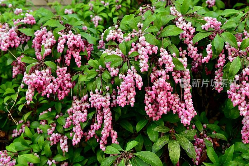 日本Pieris japonica /日本andromeda